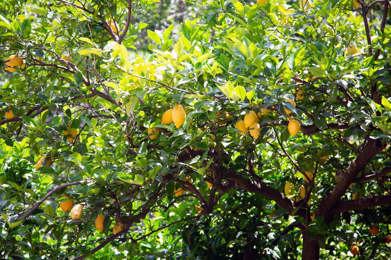L Arancio In Fiore Bad&Breakfast Sant'Agnello Exterior foto